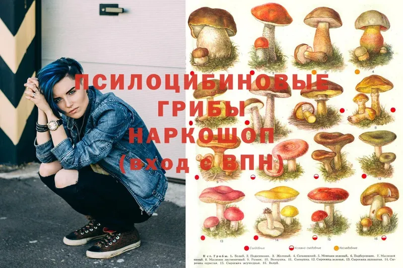 гидра онион  Вичуга  Псилоцибиновые грибы Psilocybine cubensis 